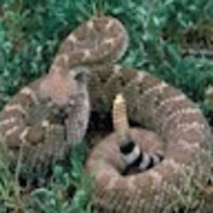 Meet your Posher, Zack